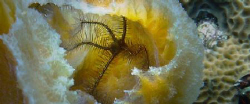 Brittle Star inside a sponge. by Chuck Williams 